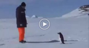 Архив. Пингвин и человек