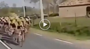 The horse decided to take part in a bicycle race