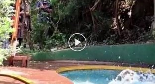 Обезьяны резвятся в бассейне опустевшего из-за коронавирусных ограничений отеля