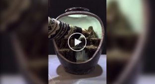 Girl showed the process of creating the most beautiful home fountain with fish