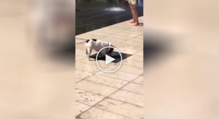 The dog is having a good time next to the fountain