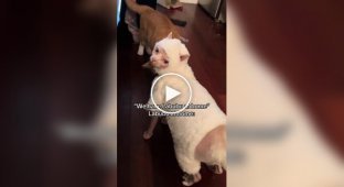 Кот в комбинезоне похож на живую лабубу