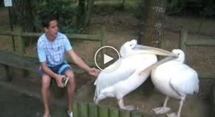 Пеликаны тоже умеют ревновать