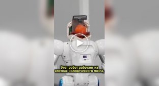 In China, scientists grew a mini-brain and connected it to a robot