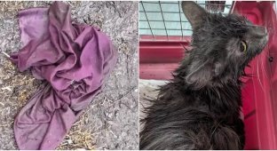 The cat was thrown outside in a dirty pillowcase (5 photos)