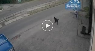 Бездомная собака стала причиной трагедии в Донецке