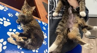 В Канаде провели операцию шестилапой кошке (11 фото)