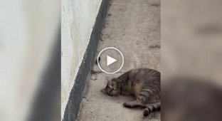 Кот одновременно охотился на мышку и позировал для камеры