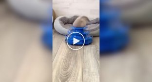 Кошеня не зрозуміло, що робити з новою іграшкою