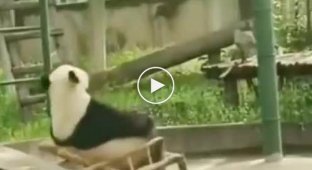The panda was offended by the chair that could not stand it