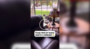 Кот, который рос вместе с собаками