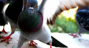 Мой учитель литературы называл голубей «городскими ублюдками» (10 фото)