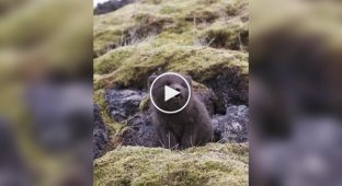 What sounds does a baby arctic fox make