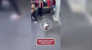 A pelican broke into a store for free snacks