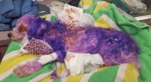 Собачку покрасили в ядовитый цвет, от которого чуть не умерла (5 фото)