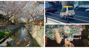 Meanwhile in Japan: 35 Asian Curiosities (35 photos + 1 video)