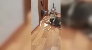 The cat became furious because of the dog's barking