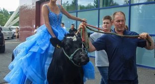 A schoolgirl arrived at graduation on a cow (1 photo + 1 video)