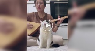 Кіт отримав внутрішній спокій