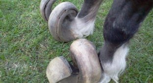 Іноді роги ростуть просто на копитах: це аномалія природи чи дурість господарів? (7 фото)