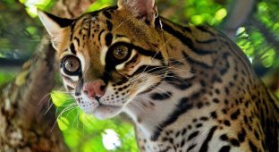 Оцелот (8 фото)