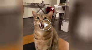 “I! No, I am!”: cats have a cute discussion
