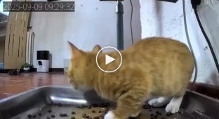 Свежий корм застал котенка врасплох