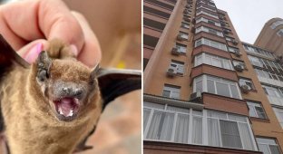 306 bats settled on the balcony of a high-rise building in the center of Rostov (5 photos)