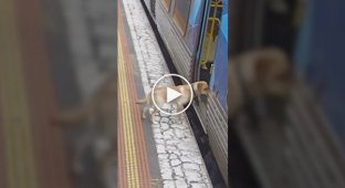 The dog ran away from home and rode the train