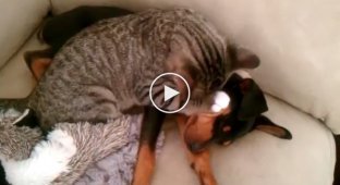 Долгожданное возвращение песика от ветеринара к коту