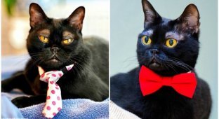Какие брови! Интернет очаровал черный кот с белыми бровями (17 фото)