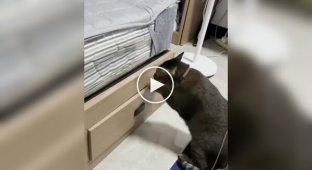 Кіт вирішив не відчувати долю