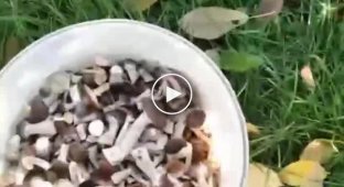 For those wishing to pick mushrooms in the Kyiv region
