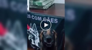 The face of a dog that discovered a large batch of prohibited substances