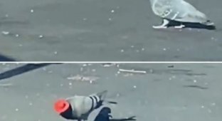 В Лас-Вегасе завелись голуби-ковбои (3 фото + видео)