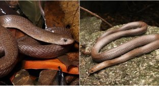 A unique species of snake was found in Thailand (5 photos)