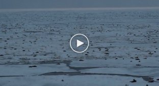 Тюлени и нерпы на льдинах у нефтяной платформы «Приразломная»
