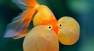 Золотые рыбки с выпуклыми глазами (20 фото)