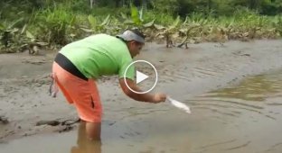 Кормление дикого крокодила с рук