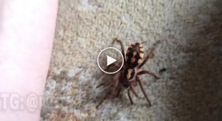 Impressive size of the spider