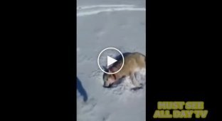 В Казахстане волк восстал из мёртвых и бросился на охотника