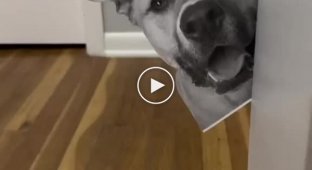 Funny dog reaction to a photo of another pet