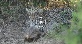 Turtles in love spoiled the leopard's hunt