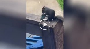 Пушистые курильщики: белки в американских парках подсели на вейпы