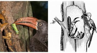 Female hornbill – prisoner of a wooden castle (5 photos + 1 video)