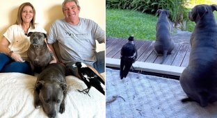 45 days of separation: the famous Australian magpie Molly returned home (6 photos + 2 videos)