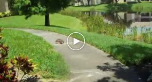 Как бегает мягкотелая флоридская черепаха