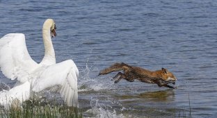 Лебедь, защищая гнездо, заставил лисицу спасаться вплавь (6 фото)
