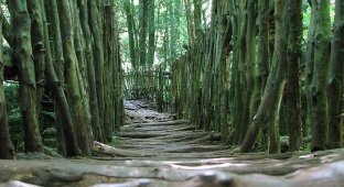 Сказочный лес Puzzlewood (20 фотографии)