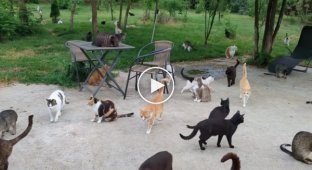 Cats in one of the shelters in Romania